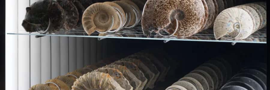 SPIRAL ECONOMY