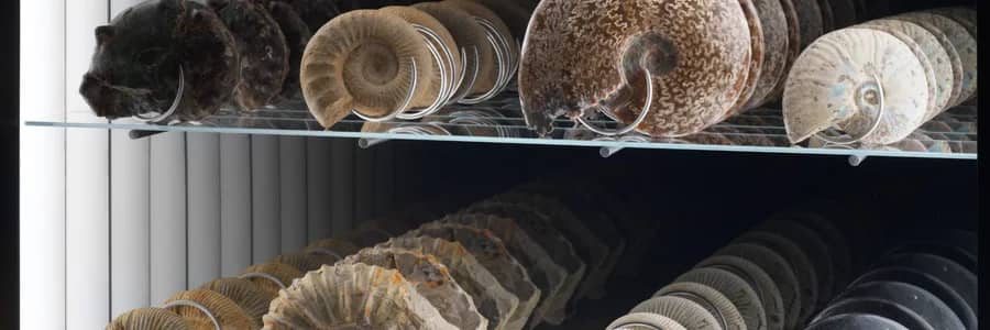 SPIRAL ECONOMY