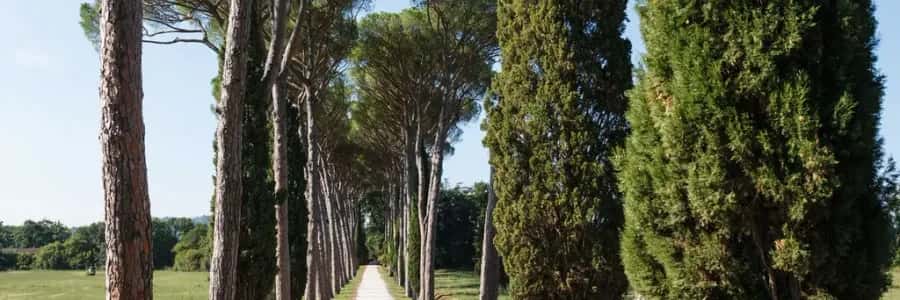 Florence '50s '60s '70s: Images from the Foto Locchi Archive